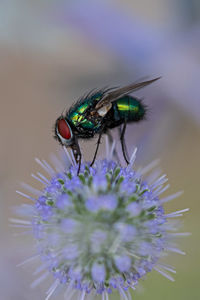 Close-up of insect on purple flower