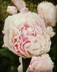 Close-up of pink rose