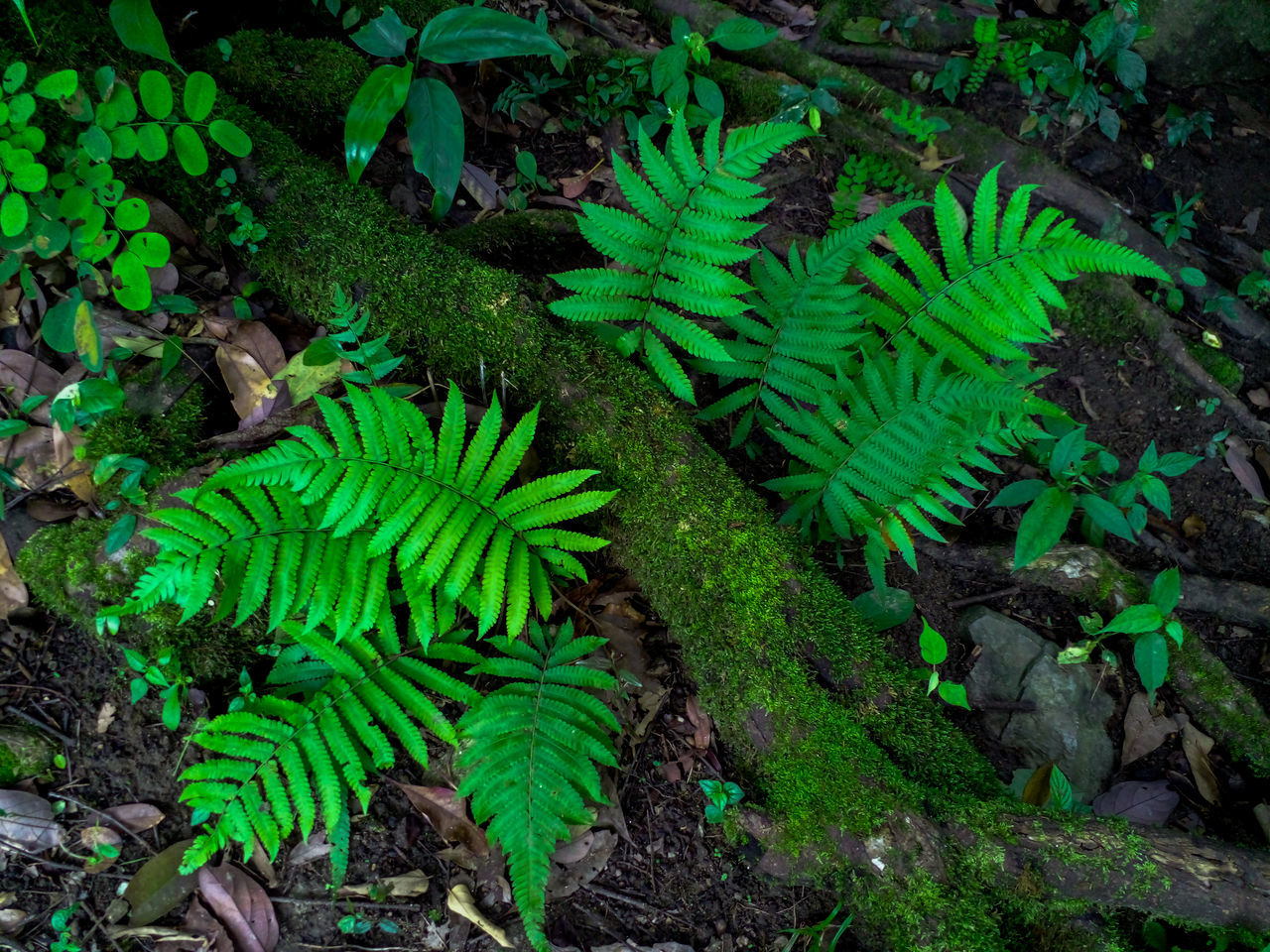 HIGH ANGLE VIEW OF FERN AND PLANTS