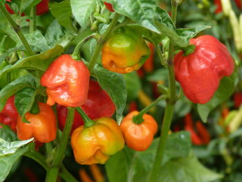 Close-up of fresh tomatoes and plants