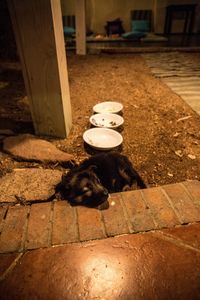 High angle view of cat sitting on floor