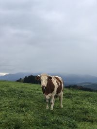 Cow standing in a field
