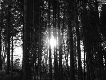 Low angle view of trees in forest