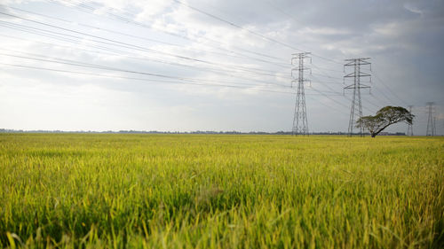 Scenic view of agricultural field against sky