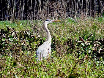 View of a bird on field