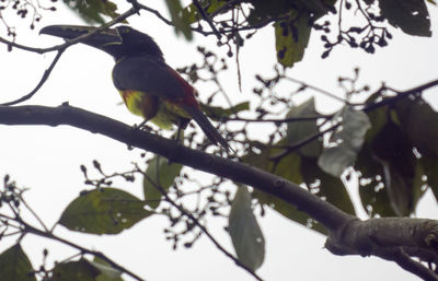 Low angle view of bird perching on branch