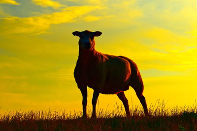 Horse standing on field against sky during sunset