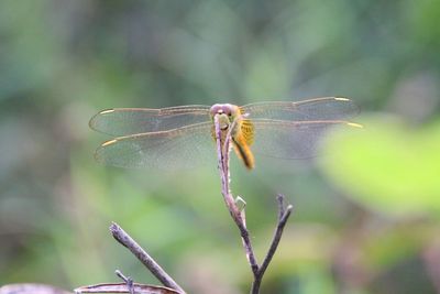 Close-up of damselfly on leaf