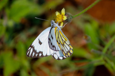 Close-up of butterfly pollinating on flower