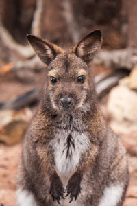 portrait of kangaroo outdoors