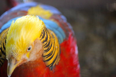 Close-up of parrot