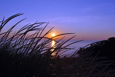 Silhouette plants by sea against sky during sunset