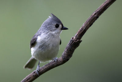 Close-up of bird perching on branch