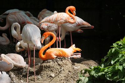 View of birds in water