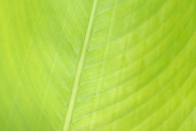 Close-up banana green leaf texture