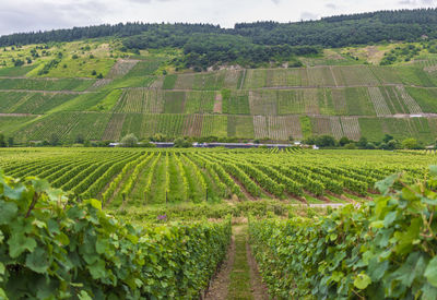 Scenic view of vineyard