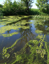 Scenic view of lake