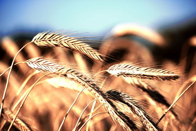 Close-up of wheat growing on field