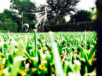 Plant growing on field