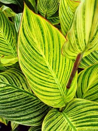 Macro shot of leaves