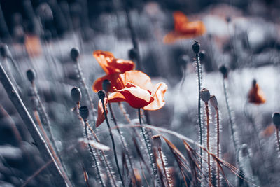 Close-up of red flowering plants