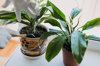 Spring houseplant care, waking up indoor plants for spring. garden tools to care houseplants at