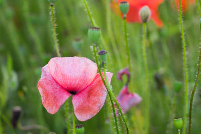 Close-up of pink flowering plant