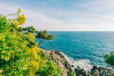 Seacoast of cap martin in a sunny winter day