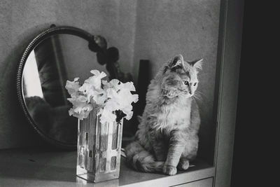 Portrait of cat sitting on table