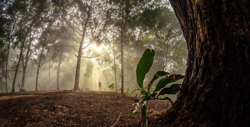 Sunlight streaming through trees in forest