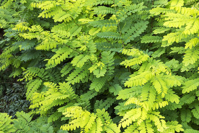 Full frame shot of leaves