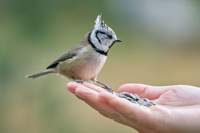 Close-up of hand holding bird