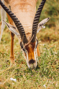 Close-up of impala antelope on field