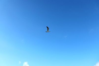 Low angle view of bird flying in sky