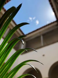 Close-up of plant against sky