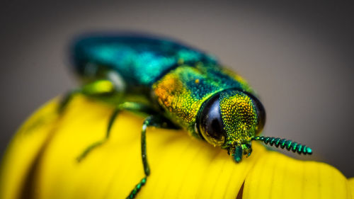 Macro-photo of a tiney metallic green beetel on a dandelion flower