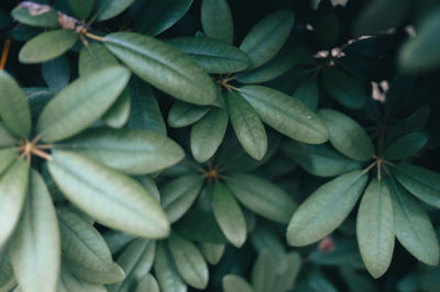 Close-up of leaves