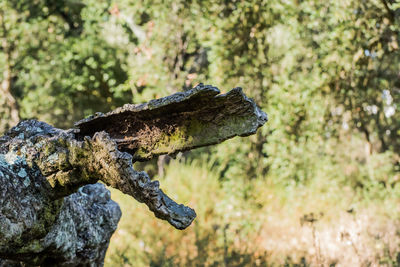 Close-up of a tree