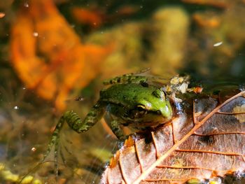 Close-up of insect on leaf