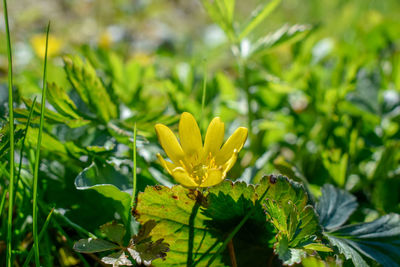 Close-up of yellow flowering plant