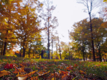 Autumn leaves on land against sky