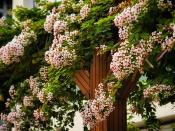 Close-up of pink flowering plants