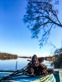 Close-up of plant against clear blue sky