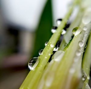 Close-up of wet grass