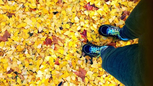 Low section of person standing on yellow maple leaves