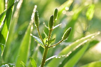 Close-up of wet plant