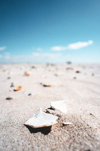 Close-up of shells on sand at beach against sky