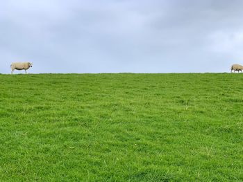 View of sheep on grassy field