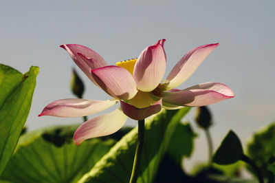 Close-up of pink lily