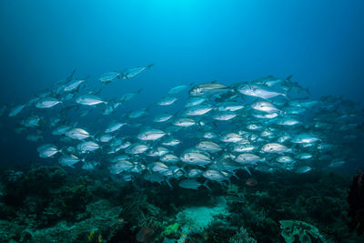 Fish swimming in sea